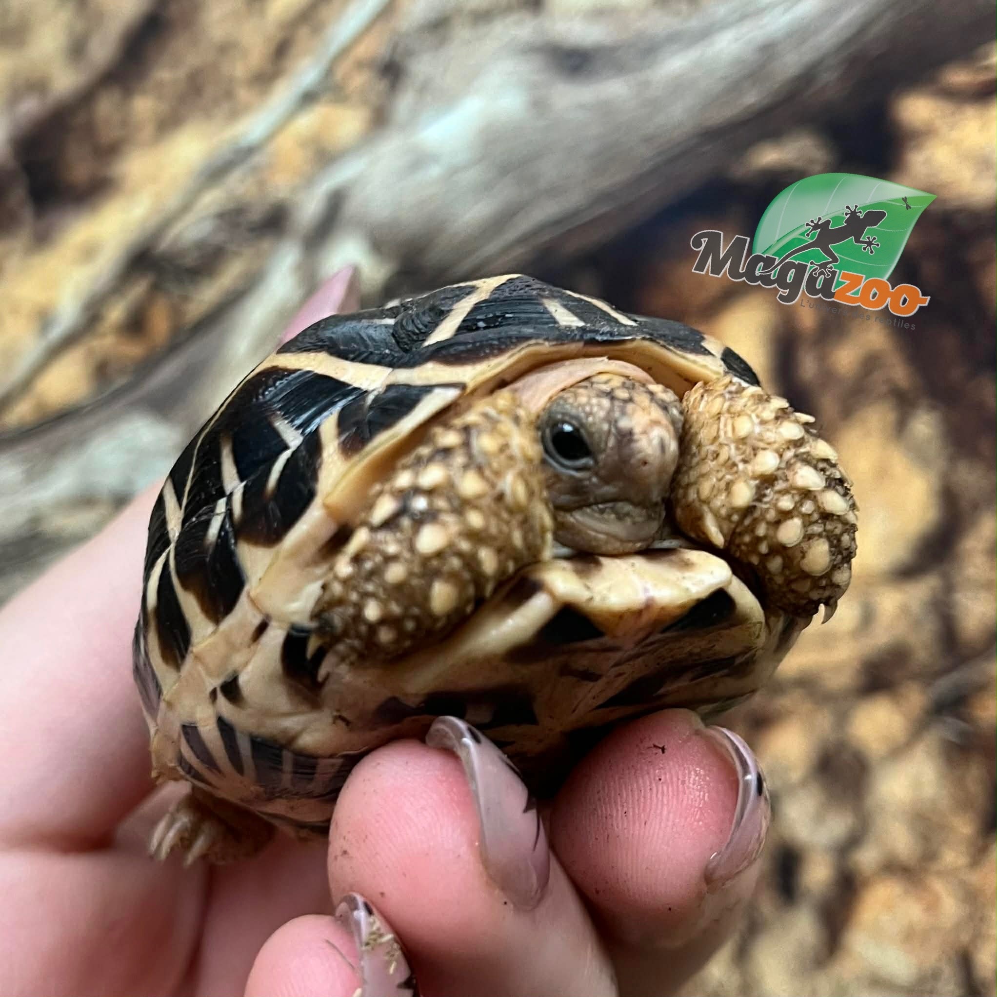Magazoo Tortue Étoilée bébé  #2 éclos le 25 août  2025
