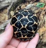 Magazoo Tortue Étoilée bébé  #2 éclos le 25 août  2025