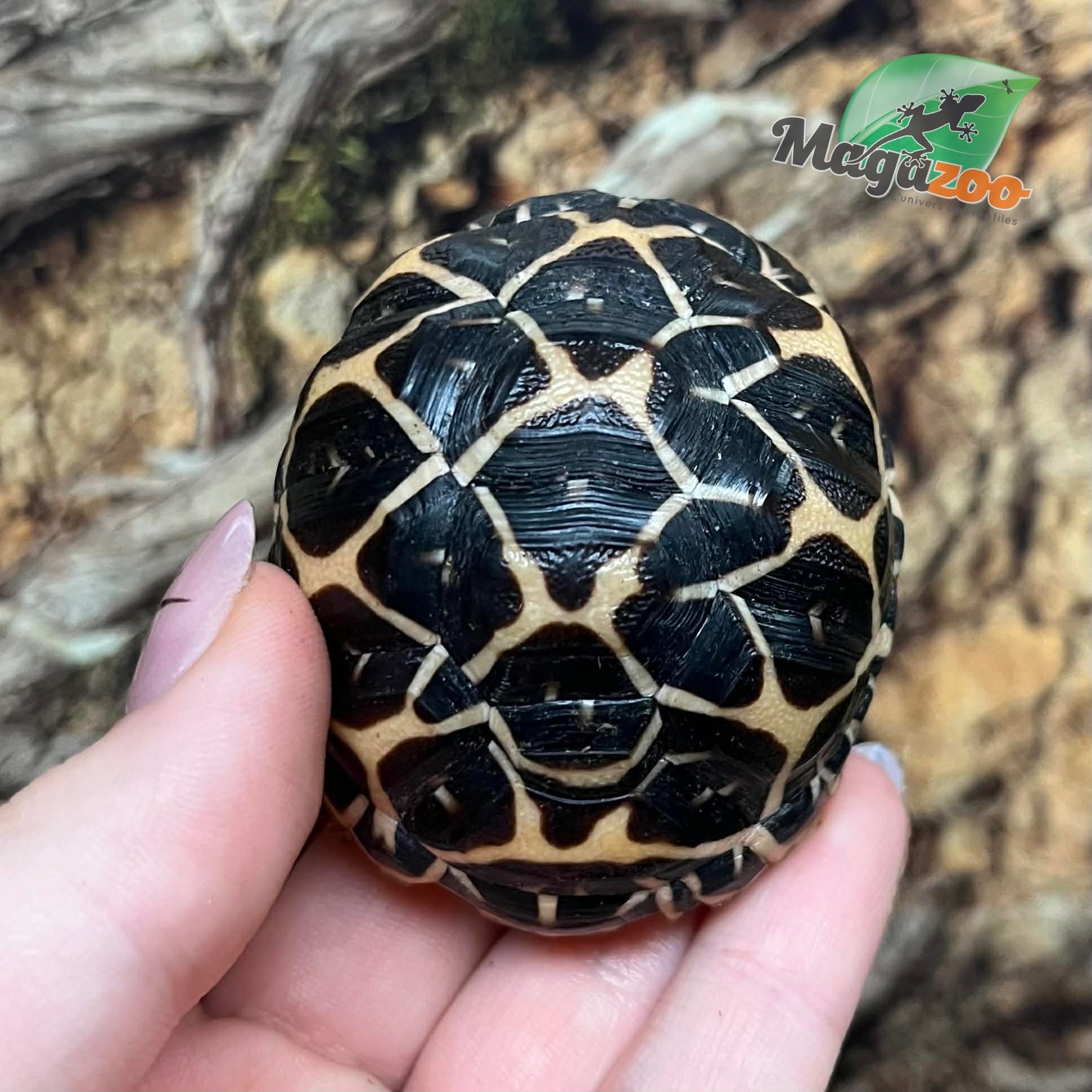 Magazoo Baby India star tortoise #1 hatched on August 25, 2025