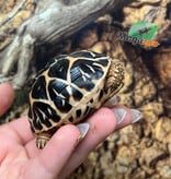 Magazoo Baby India star tortoise #1 hatched on August 25, 2025