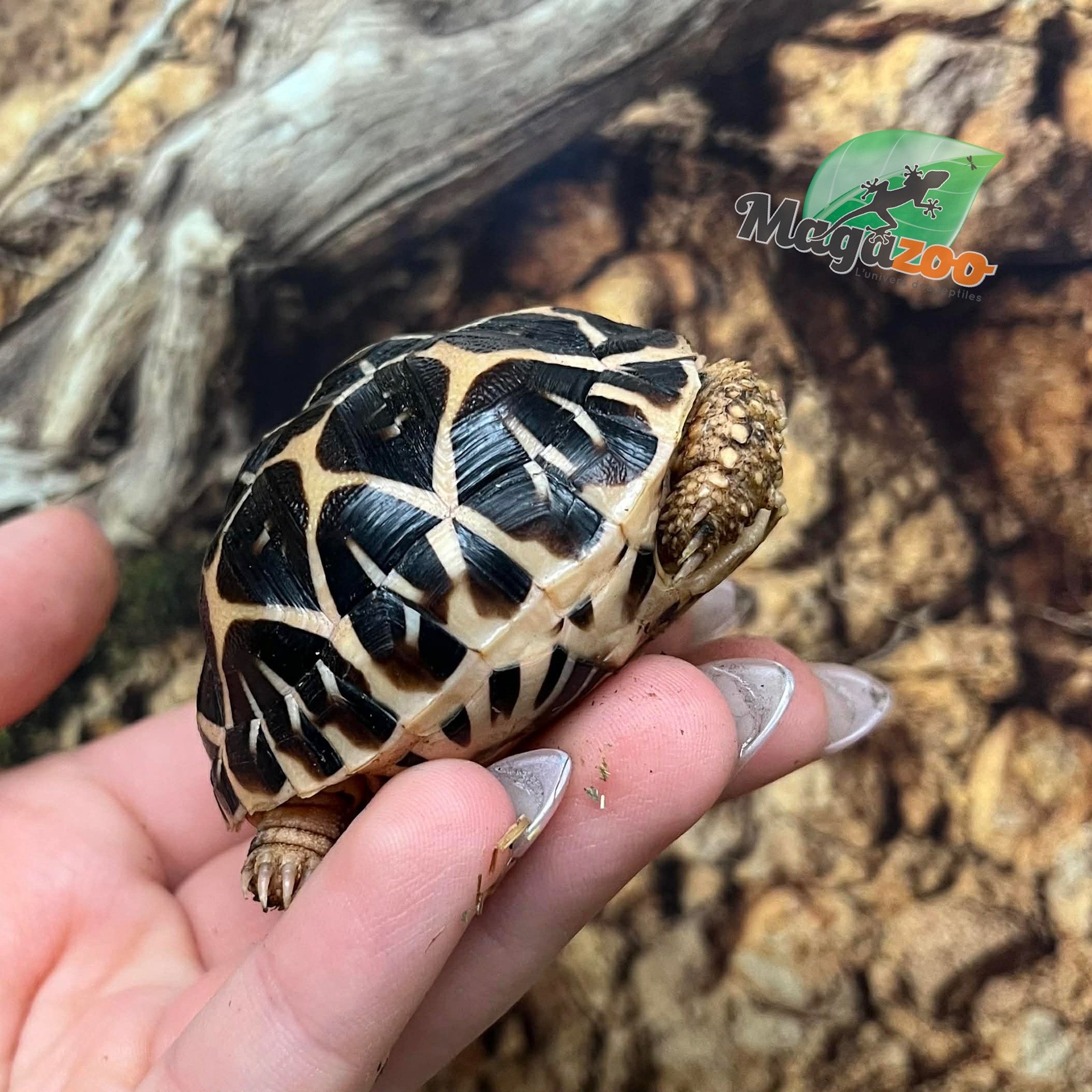 Magazoo Baby India star tortoise #1 hatched on August 25, 2025