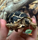 Magazoo Baby India star tortoise #3 hatched on September 1, 2025