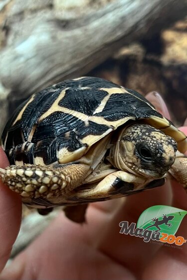 Magazoo Tortue Étoilée bébé  #3 éclos le 1 septembre  2025