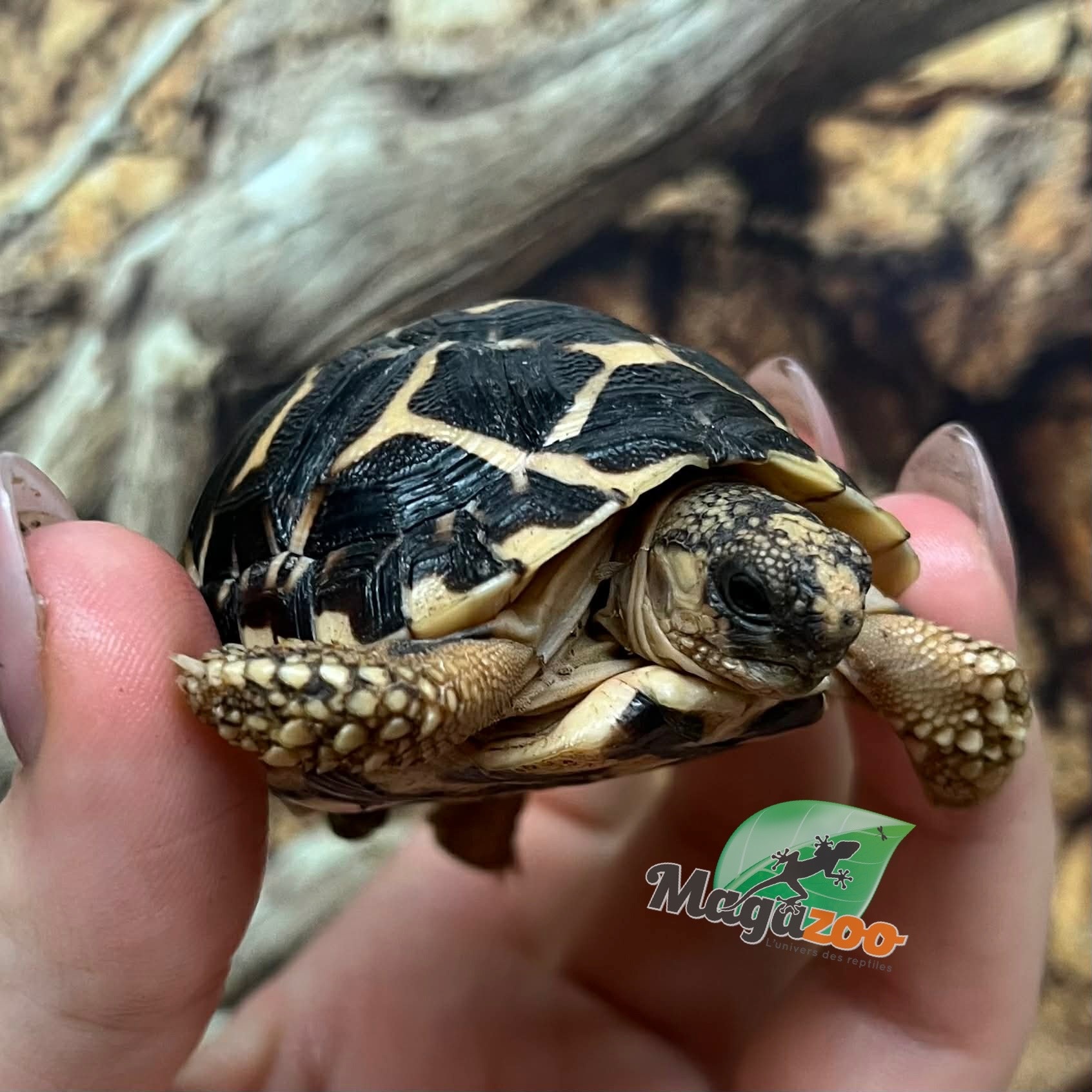 Magazoo Tortue Étoilée bébé  #3 éclos le 1 septembre  2025