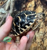 Magazoo Baby India star tortoise #3 hatched on September 1, 2025