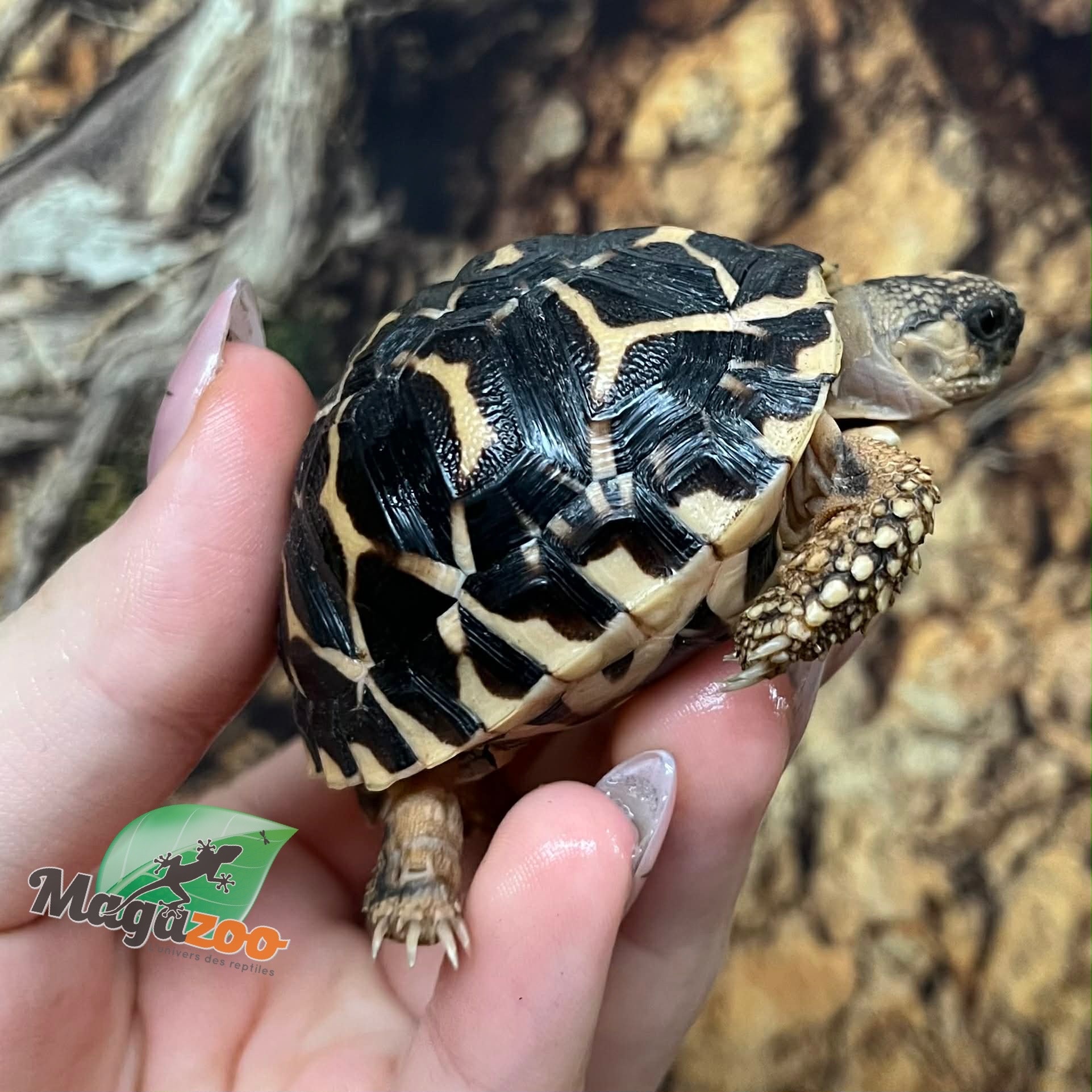 Magazoo Baby India star tortoise #3 hatched on September 1, 2025