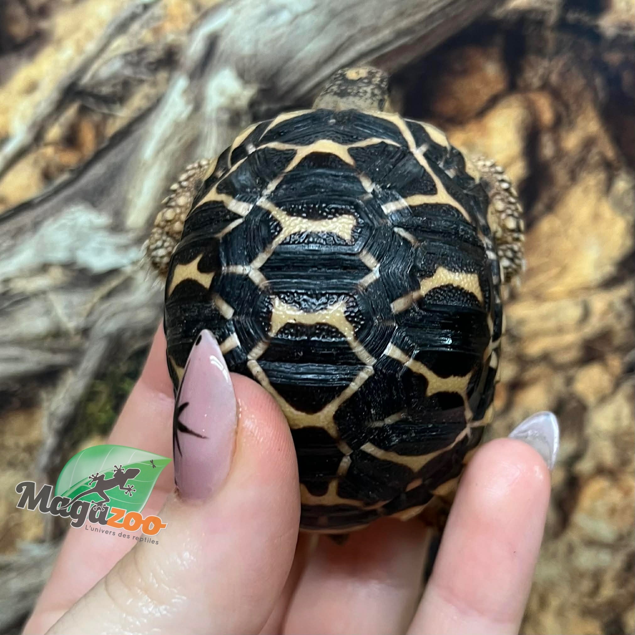 Magazoo Tortue Étoilée bébé  #3 éclos le 1 septembre  2025