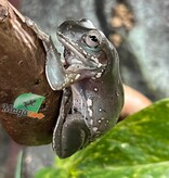 Magazoo Snowflakes White's Tree Frog - 2nd Chance - Adoption