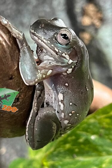 Magazoo Snowflakes White's Tree Frog - 2nd Chance - Adoption