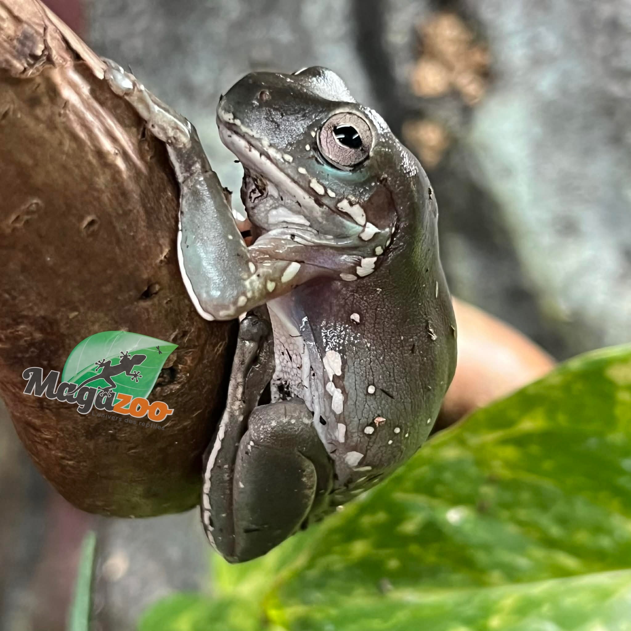 Magazoo Snowflakes White's Tree Frog - 2nd Chance - Adoption
