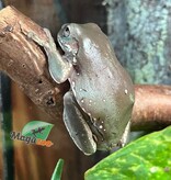 Magazoo Snowflakes White's Tree Frog - 2nd Chance - Adoption