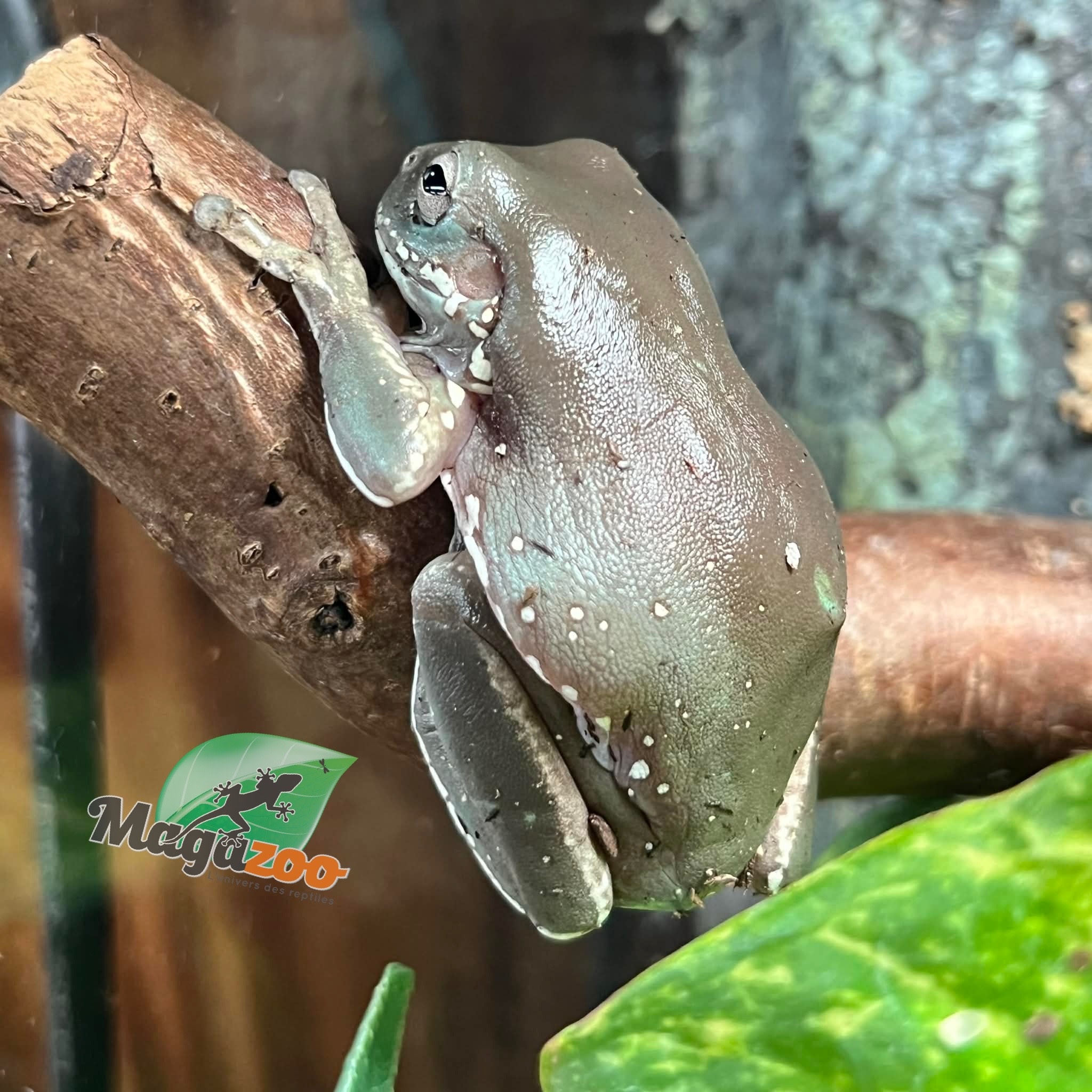 Magazoo Rainette de White Bleu 'Snowflakes' Juvénile