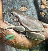 Magazoo Rainette de White Bleu 'Snowflakes' Juvénile