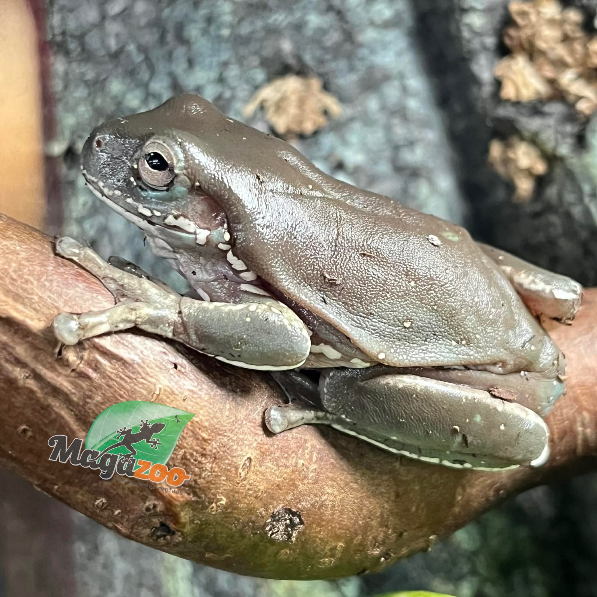 Magazoo Snowflakes White's Tree Frog - 2nd Chance - Adoption