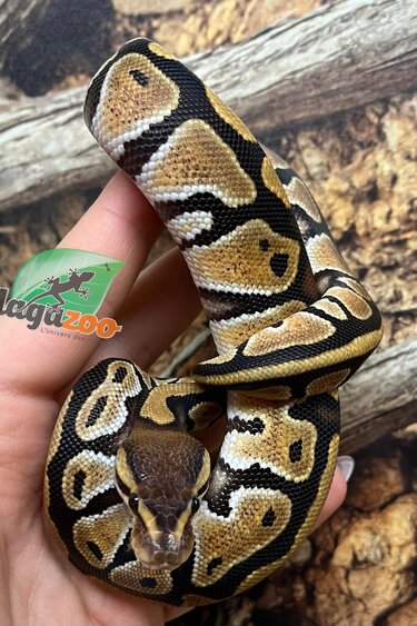 Magazoo Baby Male Cypress Orange Dream Ball Python