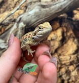 Magazoo Dragon barbu Mâle Bébé #1