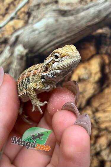 Magazoo Dragon barbu Mâle Bébé #1