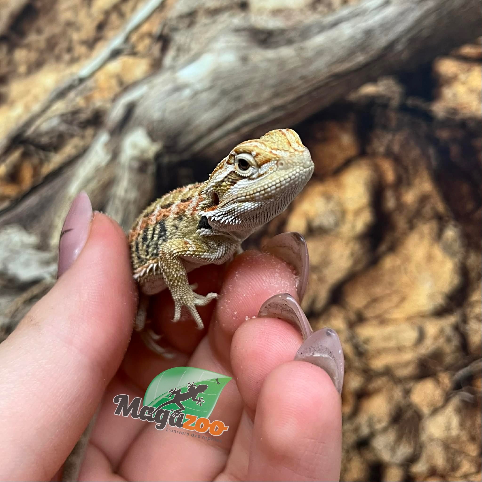 Magazoo Male Baby Bearded Dragon #1