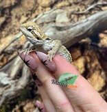 Magazoo Dragon barbu Mâle Bébé #1