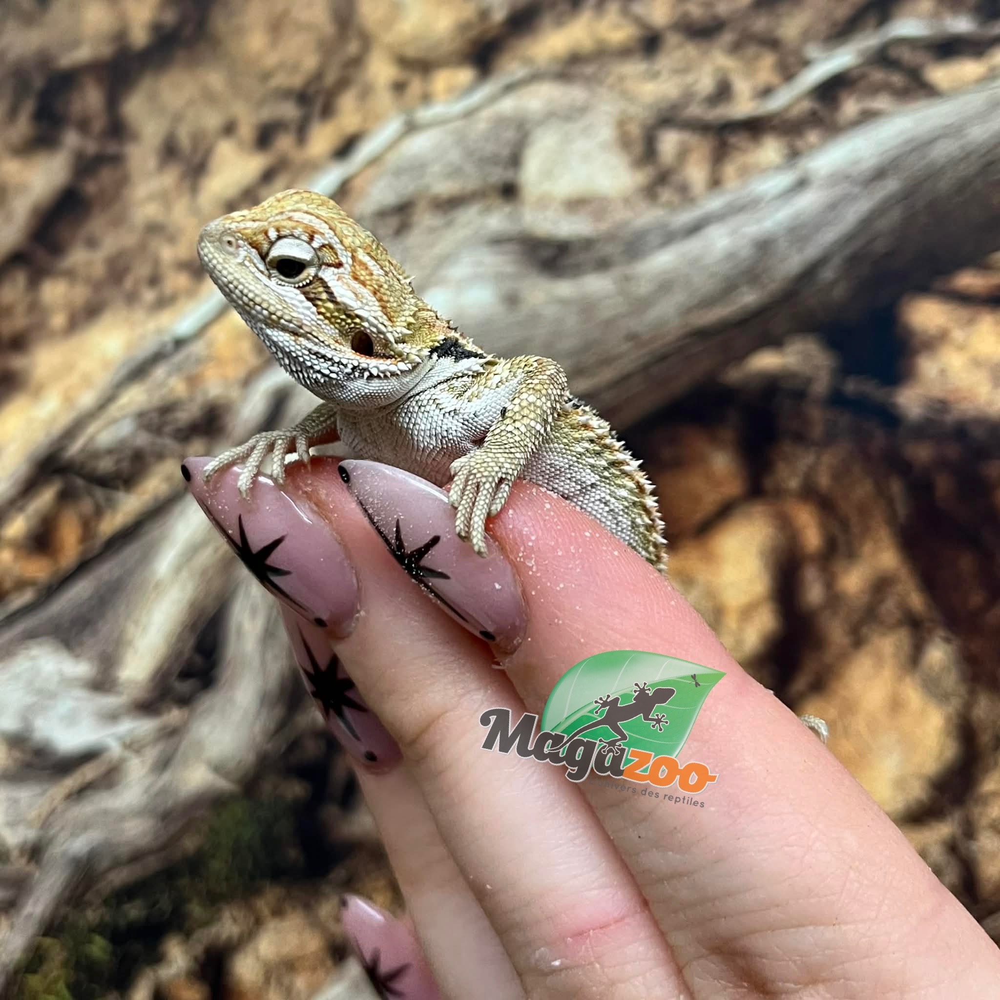 Magazoo Male Baby Bearded Dragon #1