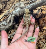 Magazoo Male Baby Bearded Dragon #1
