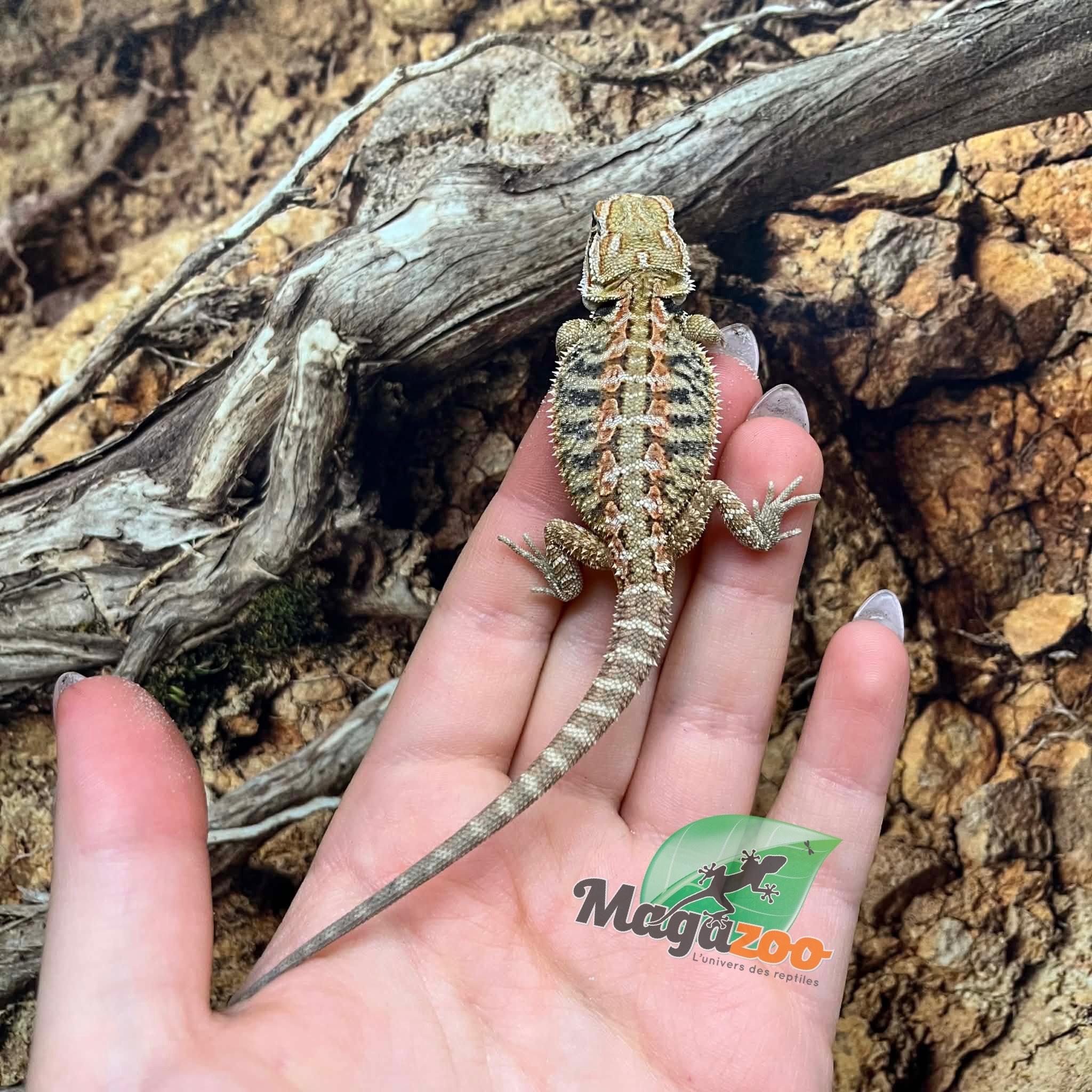 Magazoo Male Baby Bearded Dragon #1