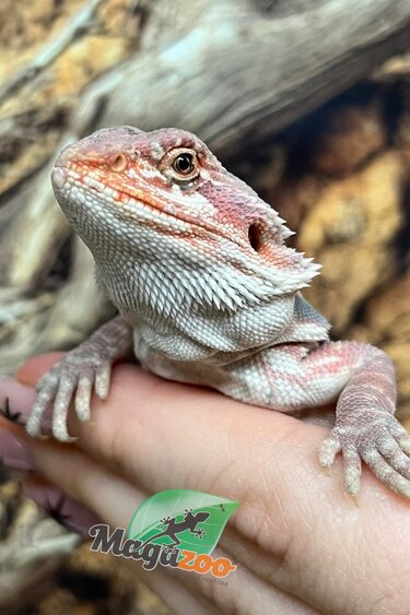 Magazoo Dragon barbu Hypo Leatherback Rouge #1 femelle