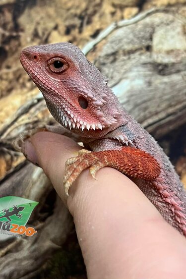 Magazoo 75% Red Monster Hypo Translucent Bearded Dragon #2