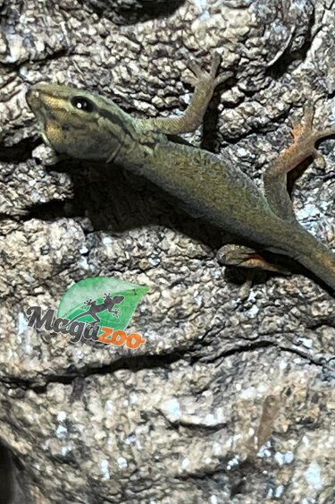 Magazoo Electric blue day gecko (williamsi) Captive Born