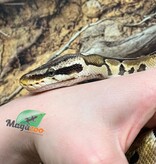 Magazoo Pastel Female Ball Python 5+ years old / 2nd Chance Adoption