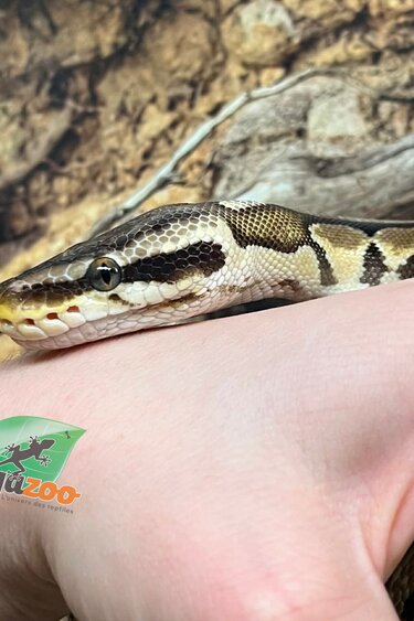 Magazoo Pastel Female Ball Python 5+ years old / 2nd Chance Adoption