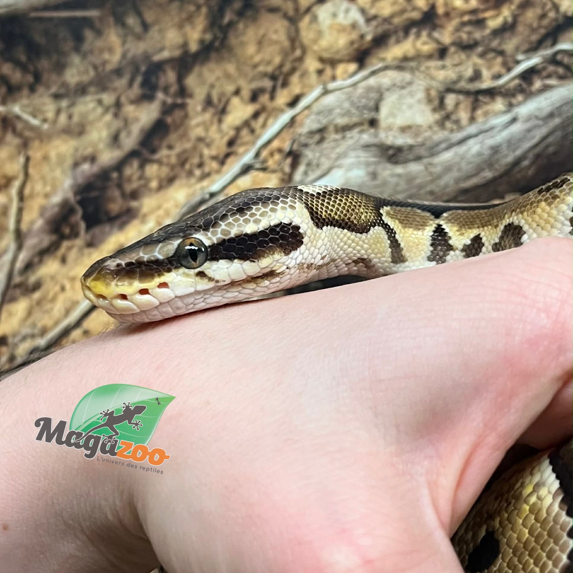 Magazoo Python royal Pastel Femelle 5 ans + / Adoption - 2ième chance