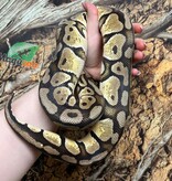 Magazoo Python royal Pastel Femelle 5 ans + / Adoption - 2ième chance