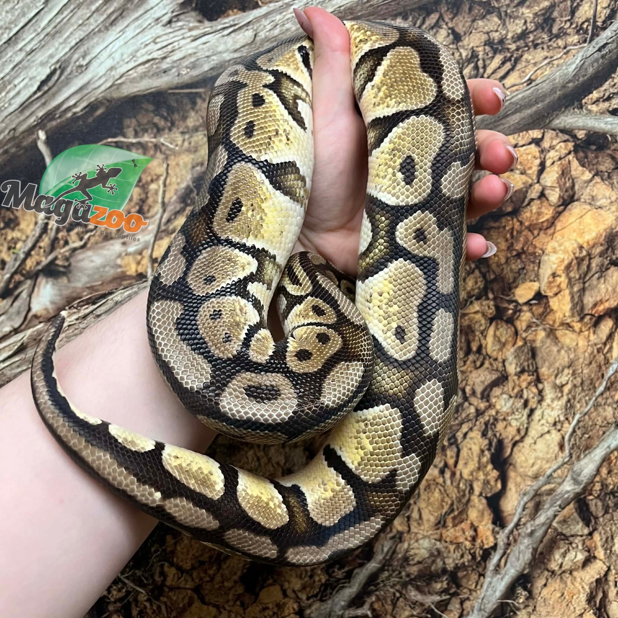 Magazoo Python royal Pastel Femelle 5 ans + / Adoption - 2ième chance