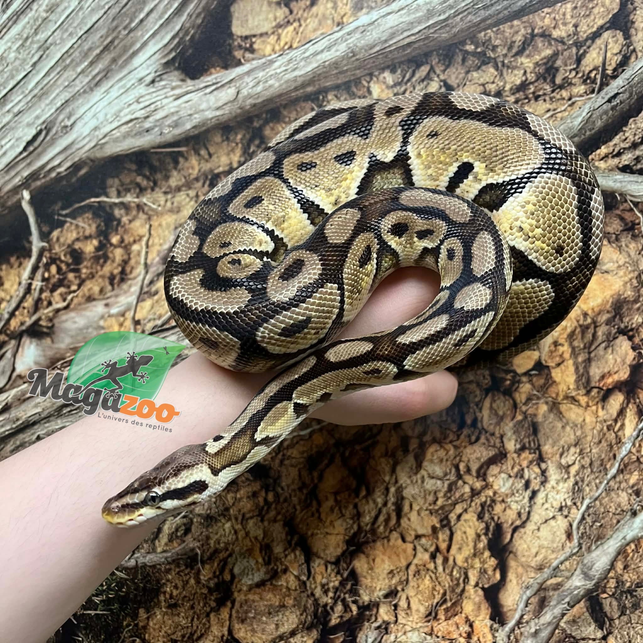 Magazoo Python royal Pastel Femelle 5 ans + / Adoption - 2ième chance