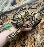 Magazoo Python royal Pastel Femelle 5 ans + / Adoption - 2ième chance