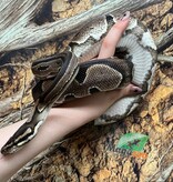 Magazoo Black Head Enchi Male Ball Python 5 years old / 2nd chance Adoption