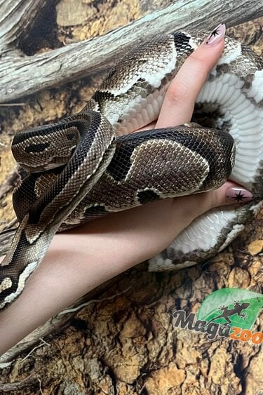 Magazoo Python royal Black head Enchi Mâle 5 ans / Adoption - 2ième chance