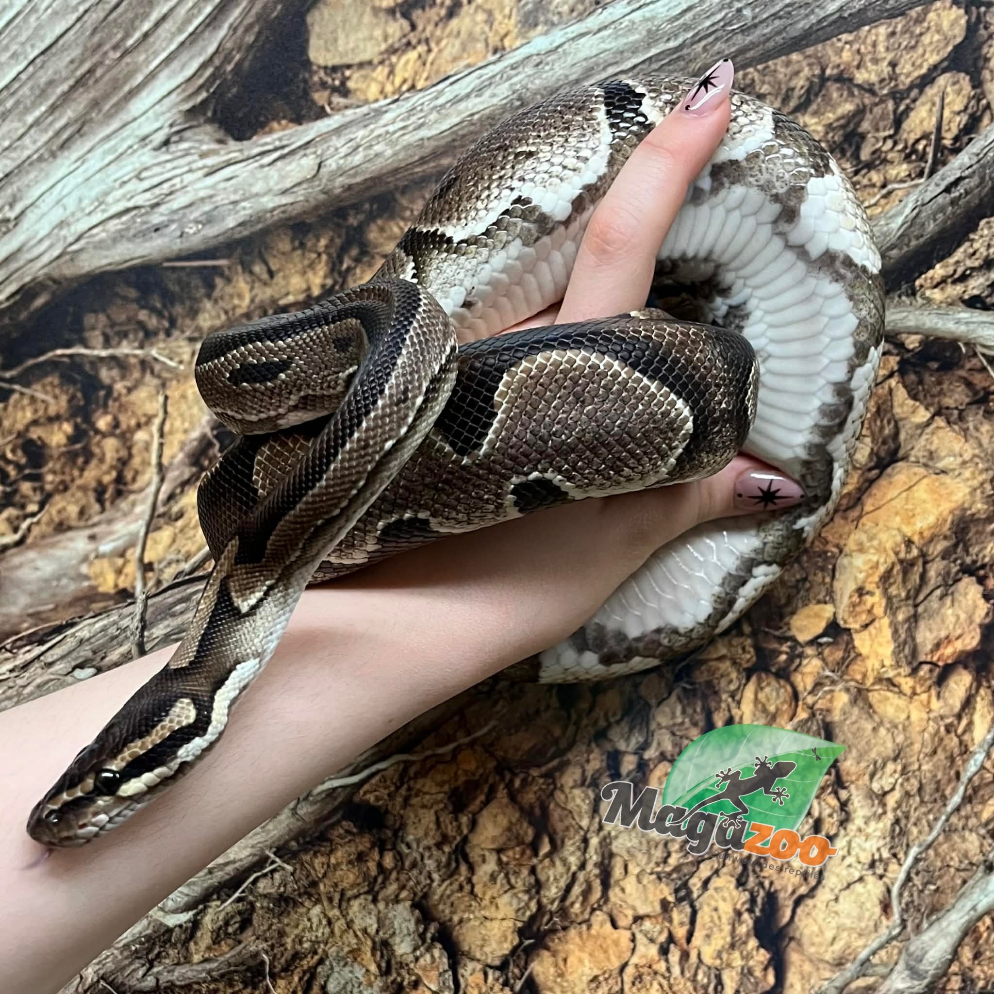 Magazoo Black Head Enchi Male Ball Python 5 years old / 2nd chance Adoption