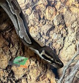 Magazoo Black Head Enchi Male Ball Python 5 years old / 2nd chance Adoption
