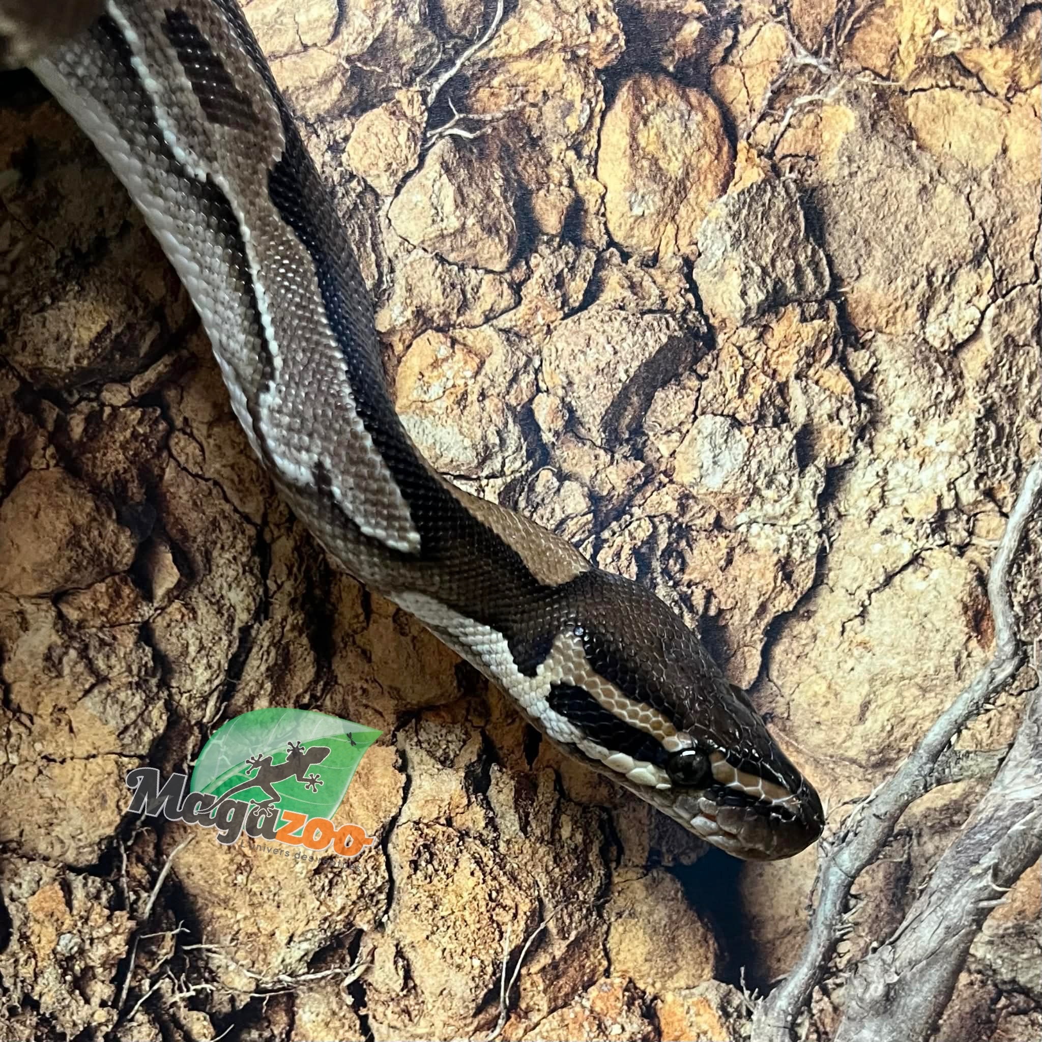 Magazoo Black Head Enchi Male Ball Python 5 years old / 2nd chance Adoption