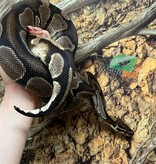 Magazoo Black Head Enchi Male Ball Python 5 years old / 2nd chance Adoption