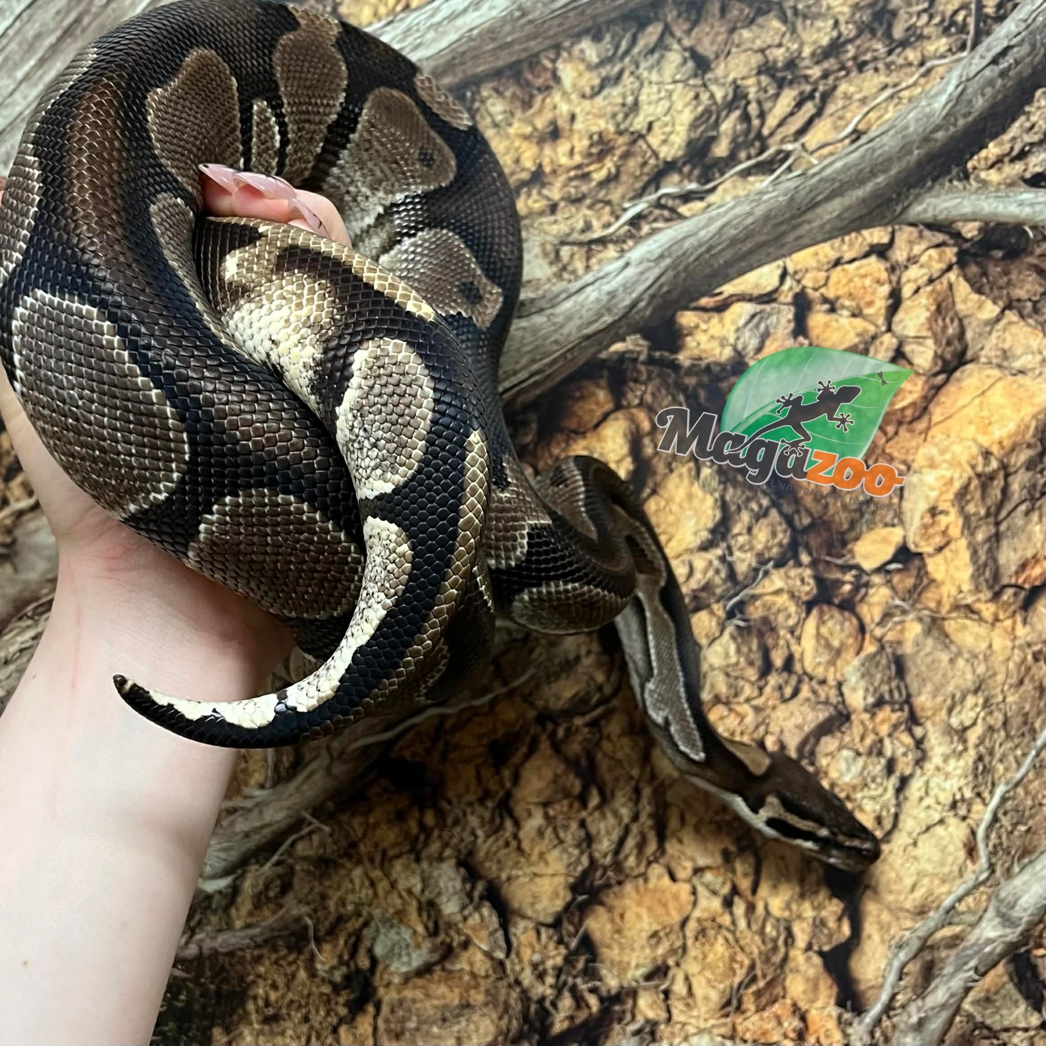 Magazoo Black Head Enchi Male Ball Python 5 years old / 2nd chance Adoption