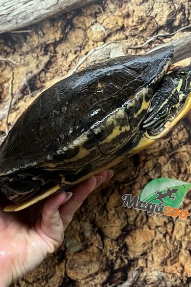 Magazoo Tortue à oreilles rouges Femelle adulte (15 ans +) / Adoption 2ième chance