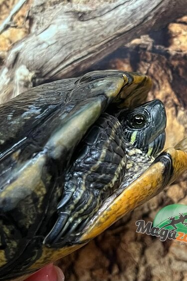 Magazoo Tortue à oreilles rouges Mâle adulte (15 ans +) / Adoption 2ième chance