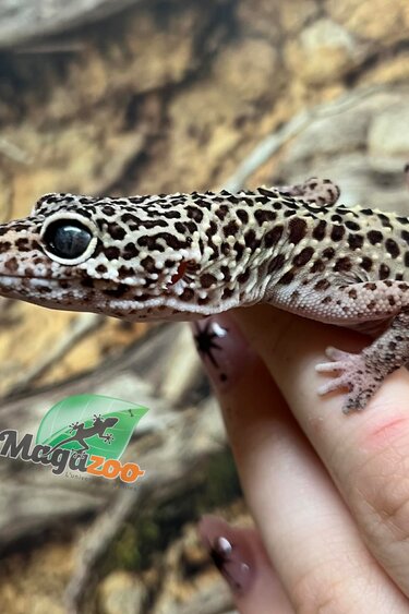 Magazoo Male leopard Gecko 13 years old /  2nd chance - Adoption