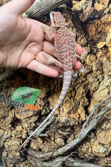 Magazoo Dragon barbu Hypo Leatherback Rouge #2 Mâle