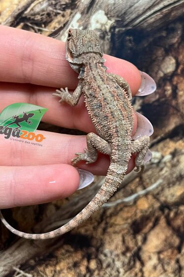 Magazoo Dragon barbu Rouge Hypo Bébé Femelle #2