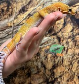 Magazoo Satpura Macularius Hybrid-Black Night Mandarin Cross Leopard gecko #2