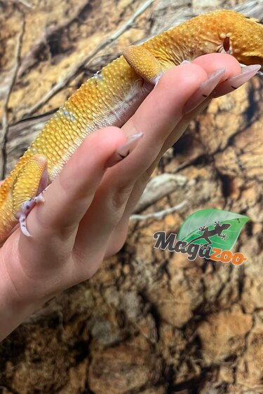 Magazoo Satpura Macularius Hybrid-Black Night Mandarin Cross Leopard gecko #2